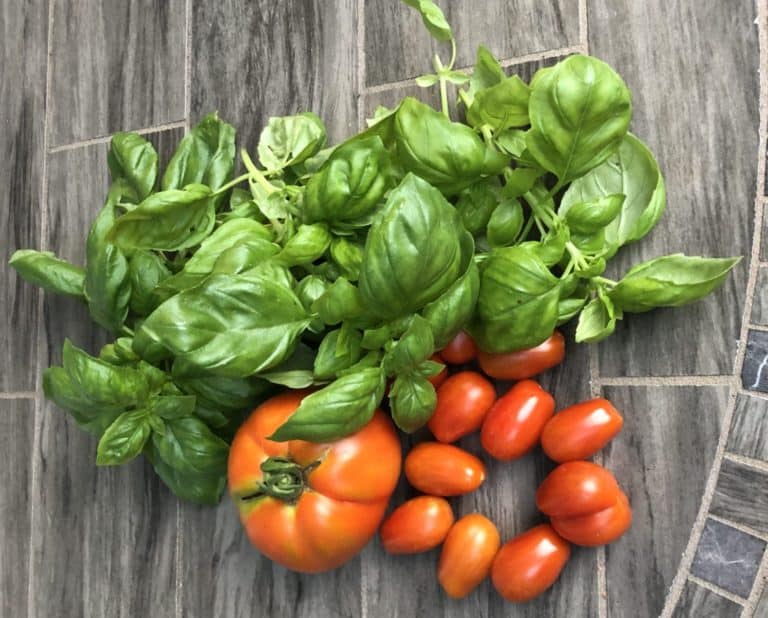 Fresh green basil and red tomatoes on a slate grey surface