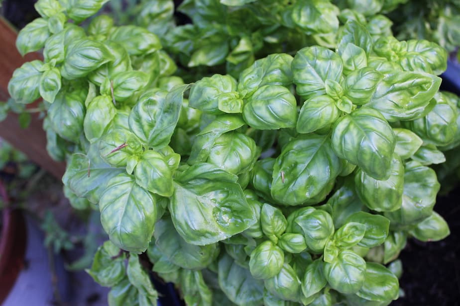 fresh green basil leaf plant