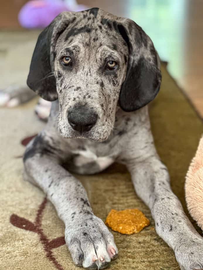 Homemade Soft Dog Treats Hungry Dane Kitchen