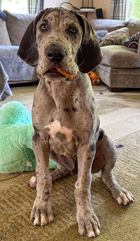 Homemade Soft Dog Treats Hungry Dane Kitchen