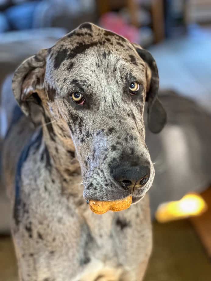 Blue merle colored Great Dane holding a dog treat in his mouth. 