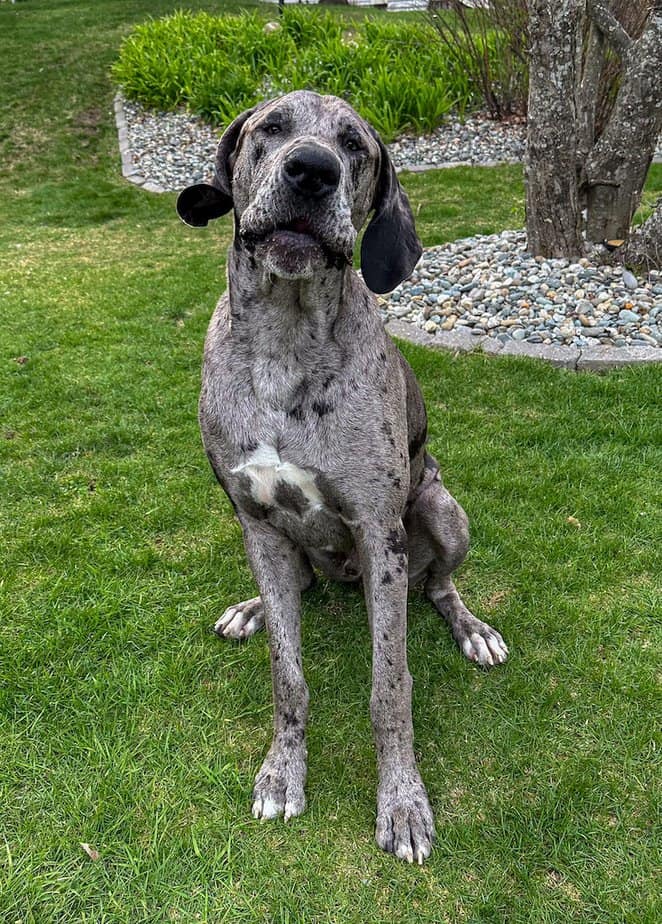 Merle colored Great Dane  in a sitting position. 