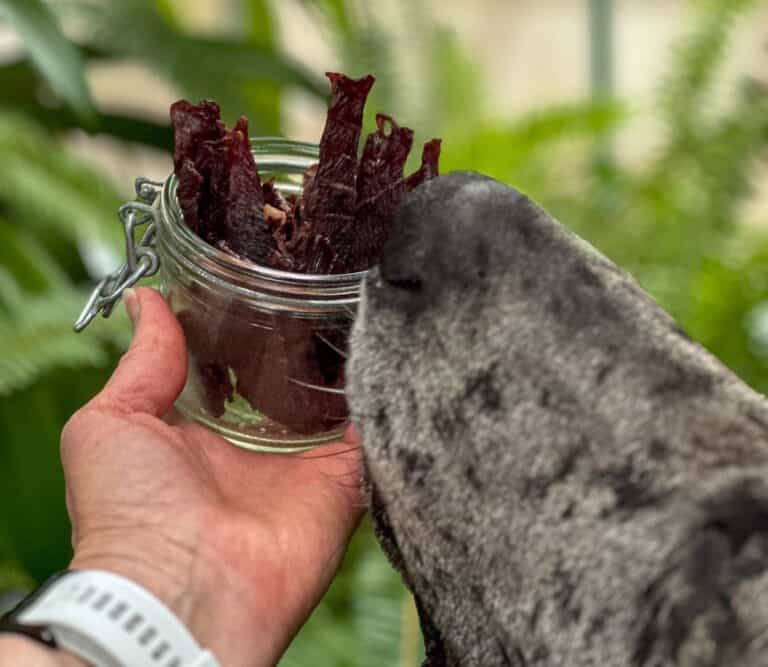 Beef jerky strips in a glass jar with dog sniffing jar.