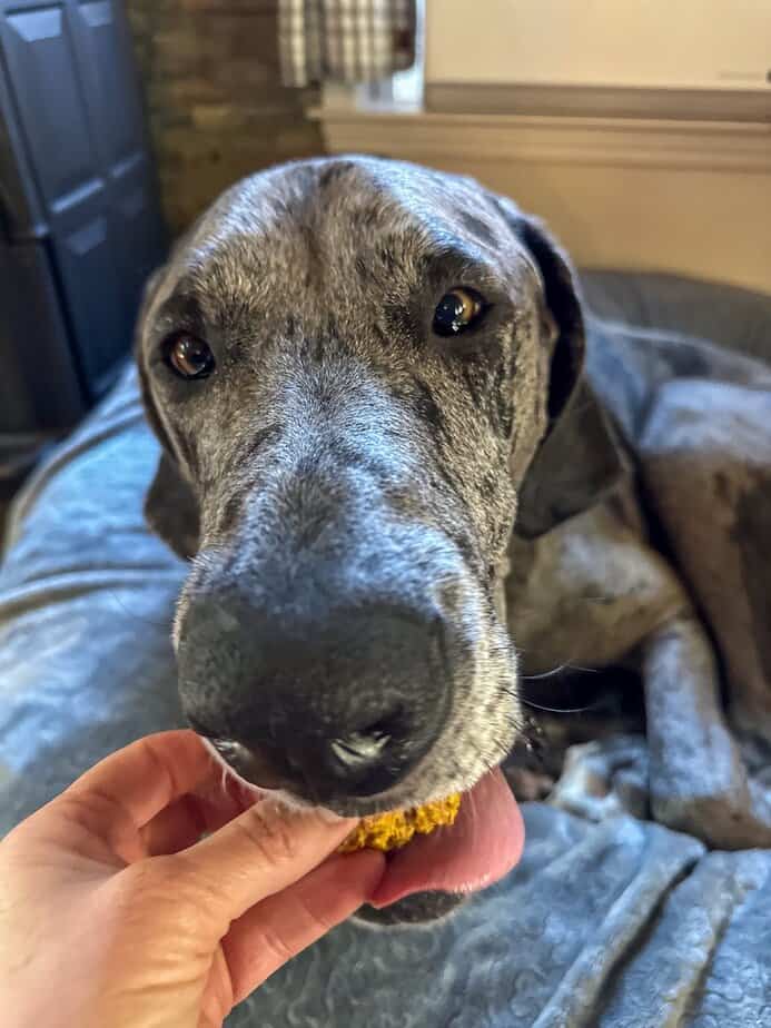 Dog eating treat from hand.