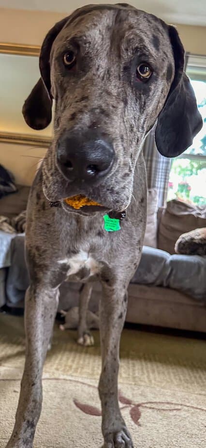 Great Dane with Pumpkin and Flaxseed treat in his mouth.