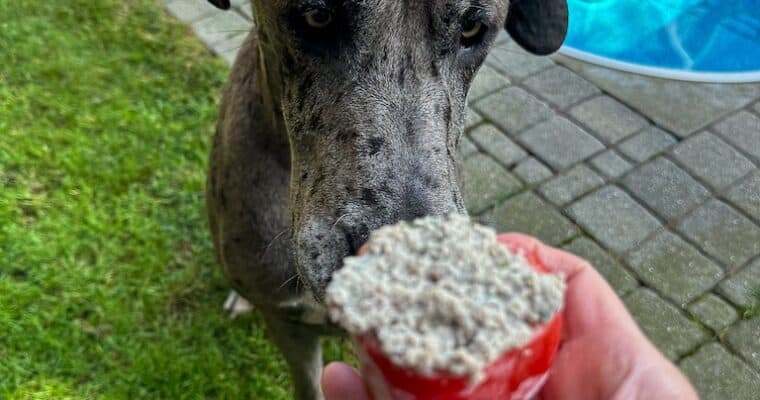 Frozen Stuffed Bell Pepper Dog Treats