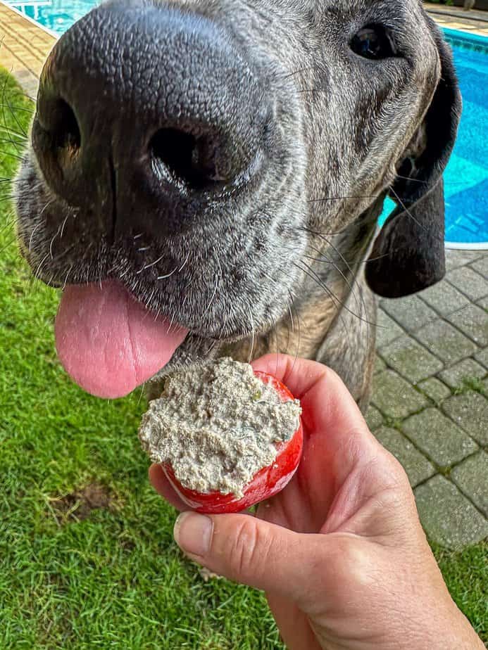 Great Dane licking frozen stuffed bell pepper dog treat.