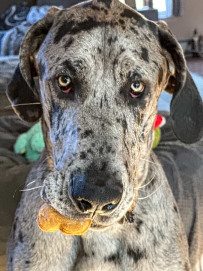 Great Dane with dog treat in mouth.