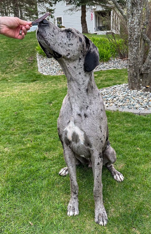 Great Dane looking at beef jerky treat.