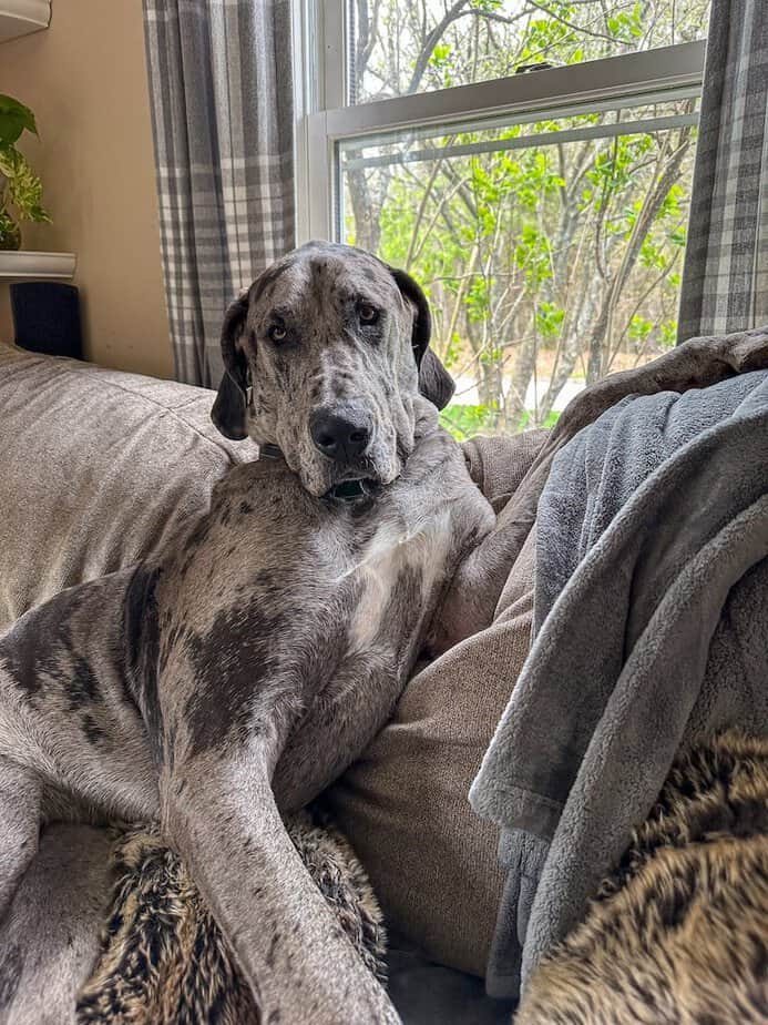 Great Dane with blue merle coloring lounging on a couch.