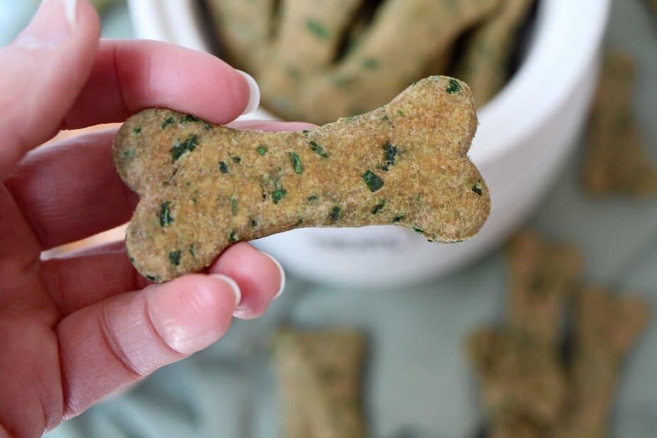 Hand holding one dog cookie treat.