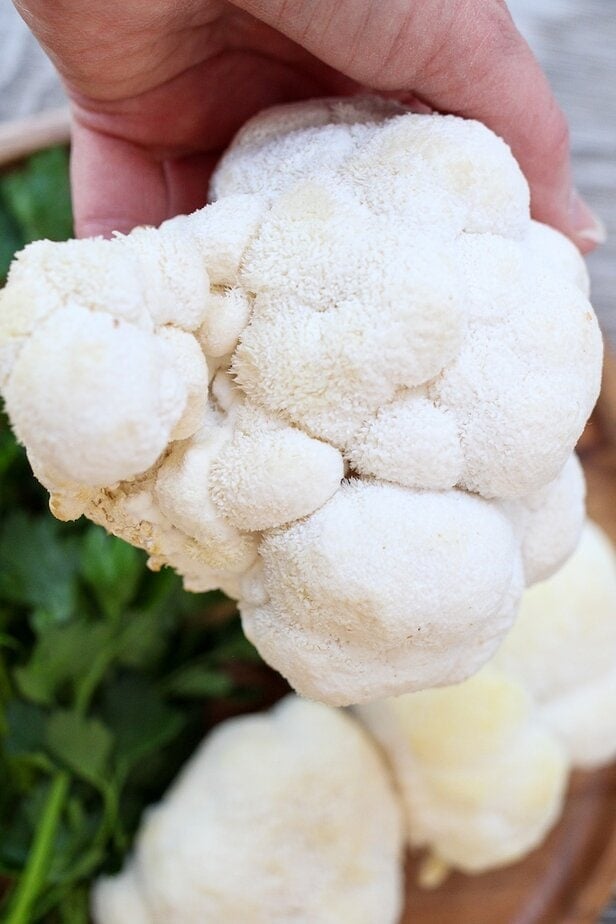 Hand holding a white Lion's Mane mushroom ball.