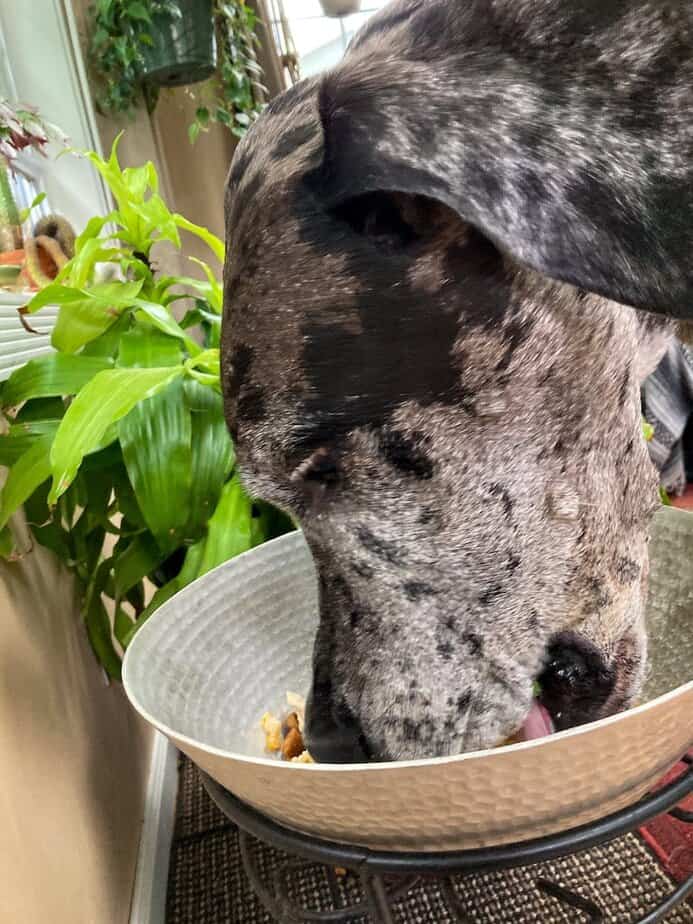 Head shot of Great Dane eating from a large metal bowl.