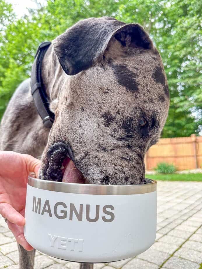 Great Dane eating from a white bowl labeled "Magnus".