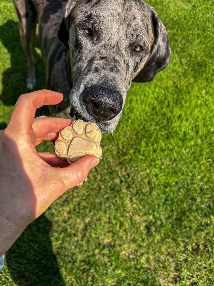 Frozen treat with Great Dane sniffing treat.