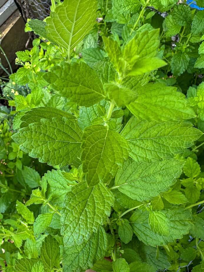 Lemon balm plant.