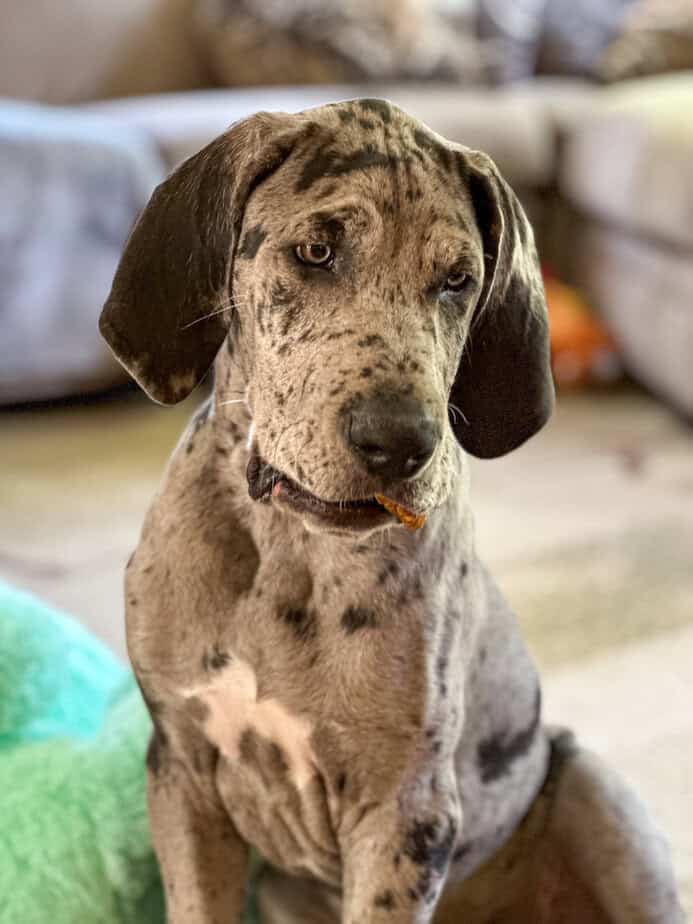 Great Dane puppy with homemade pumpkin treat in mouth.