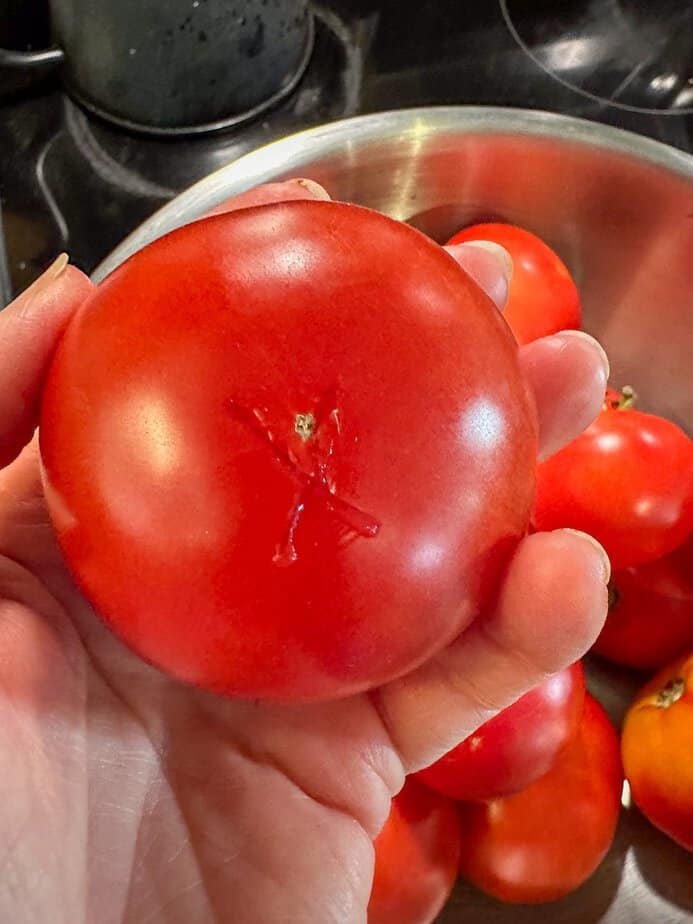 Tomato with a small x-shape piercing the skin on the bottom of the tomato.